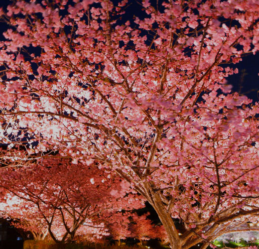 ホテル河内屋　夜桜